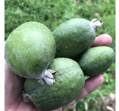 PIANTA FEIJOA MAMMOTH, VIVAI VALTELLINA PIANTA 2 ANNI AUTOFERTILE FRUTTO GROSSO