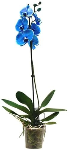 Orquídea Boca Planta Natural Flores Color Azul Phalaenopsis