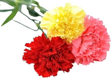 Semillas de Clavel Chabaud Mix Color Semillas de Flores muy Variadas