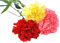 Semillas de Clavel Chabaud Mix Color Semillas de Flores muy Variadas