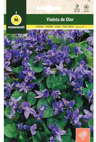 Mascarell Graines violettes odorantes pour extérieur pour décoration 0,2 g