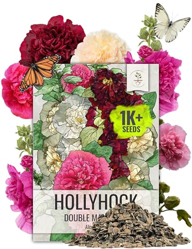 Seed Needs Hollyhock Seeds Double Majorette Blend | 1,000+ Heirloom Seeds Alcea Rosea Biennial Flower | Bulk Holly Hock Seed Garden Favorite | Multicolored Blooms Attracts Pollinators