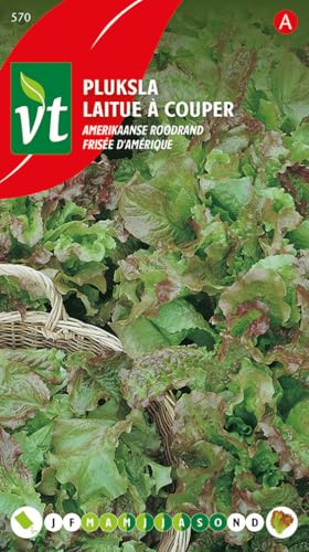 Laitue Frisée d'Amérique Graines - Variété non-pommée