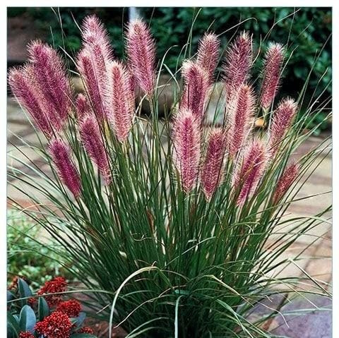 Pennisetum alopecutoides Red Head 2L - Eines der beliebtesten Ziergräser