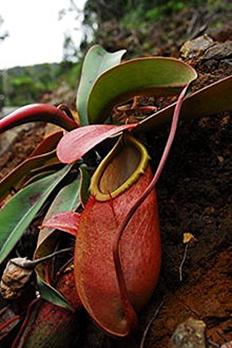 Nepenthes Merrilliana ~ estremamente raro Lowland enorme Pitcher ~ Molto raro 5 Semi ~