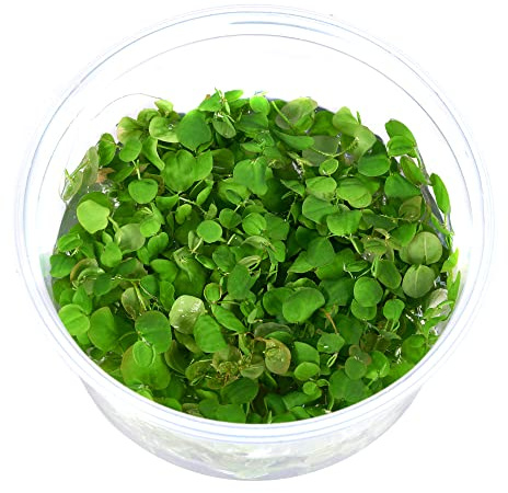 Phyllanthus fluitans - Schwimm-Wolfsmilch in vitro XL im 8,5-cm-Becher | Phyllanthus fluitans aus In-vitro-Kultur - attraktive Schwimmpflanze mit roten Wurzeln für Aquarien und stilvolle Aquascapes.