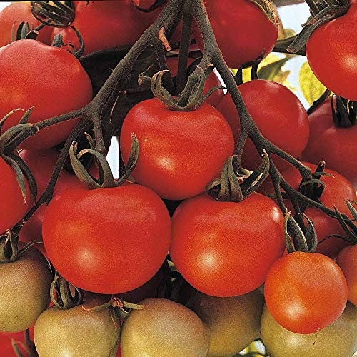 Tomato Seeds 'Ailsa Craig' Half-Hardy Annual Garden Plants Easy to Grow Your Own for Veg Patch Allotment Tomato Seeds 'Ailsa Craig' 1 Packet of 50 Seeds by Thompson and Morgan