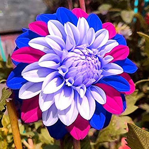 Dahlia Bulbs,Dahlia Tubers,Dahlia Tubers UK(Plant Bulbs,Wedding Flowers,Hardy Perennial,Garden Flowers,Ornamental Flowers)-2bulbs-b