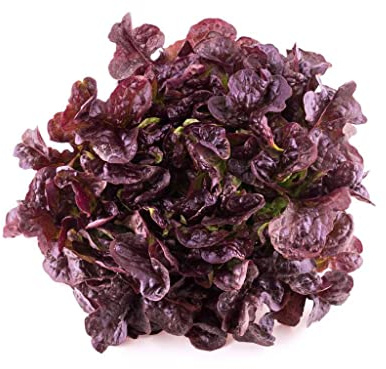 Semillas de Lechuga Hoja de Roble | DECOALIVE | Semillas Naturales | Plantas para Ensalada