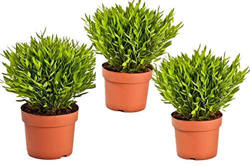 Zimmerbammbus, (Pogonatherum Monica), pflegeleichte asiatische Zimmerpflanze (3 Pflanzen, je im 12cm Topf)