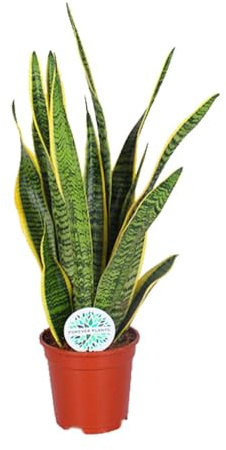 Sansevieria trifasciata Laurentii - 45-55cm - Ø17cm - Zimmerpflanze - Immergrün - Kakteen und Sukkulenten