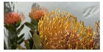 Stk - 5x Leucospermum erubescens immergrüner Strauch Garten Pflanzen - Samen B1708 - Seeds & Plants Shop by Ipsa