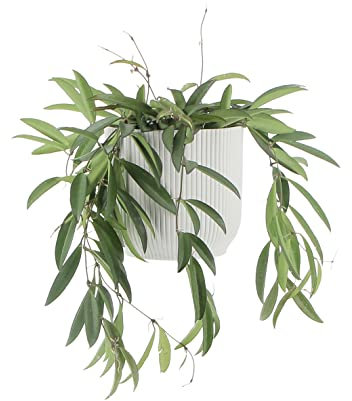KENTIS - Hoya Wayetii - Piante Vere da Appartamento Ornamentali - Pianta Tropicale da Interni Ricadente - Fiore di Cera - Vaso Ø 14 cm