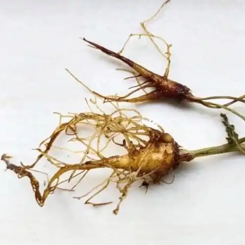 Hosta Rhizome/Trockenheitsresistent und kälteresistent/pflegeleicht/-4 Rhizome-E