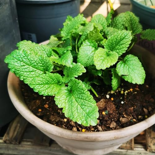 Semillas de melisa - de jardín de rocas resistentes Melissa officinalis - semillas de verdes semillas de silvestres 30pcs
