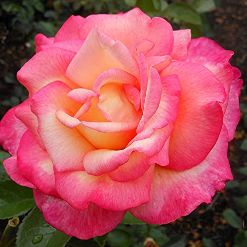 Heirloom Roses Rose Plant - Sheila's Perfume Multi Rose Bush, Floribunda Live Plant for Planting Outdoors