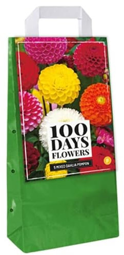 Jub - Mix 5 Bulbes Dahlias Pompon