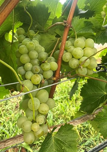 Bio- Tafeltraubenrebe Phönix – gelbe Bio-Tafeltraube mit feiner Muskatnote | pilzresistente, frühreife Rebe aus Deutschland | EG-ÖKO 2018/848 | getopfte Rebe direkt aus der Rebschule