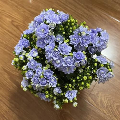 Semi di campanula-Campanula media,regali per gli amanti del giardino,semi di recisi da balcone 150pcs