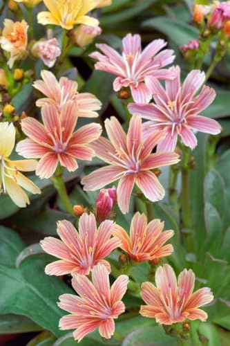 Lewisia longipetala 'Little Plum' 9x9 cm Topf – Winterhart, Mehrjährig, Pflegeleicht – Bitterwurz – Polsterstaude für Steingarten & Kübel