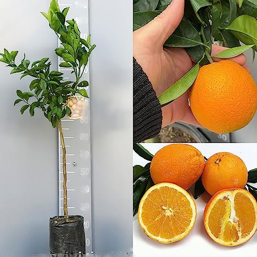 Planta de naranjo SAVINI VIVAI, árbol de cítricos, naranja dulce con pulpa amarilla, Washington Navel en Phytocell, altura 100-120 cm 1 año de injerto, fabricado en Italia