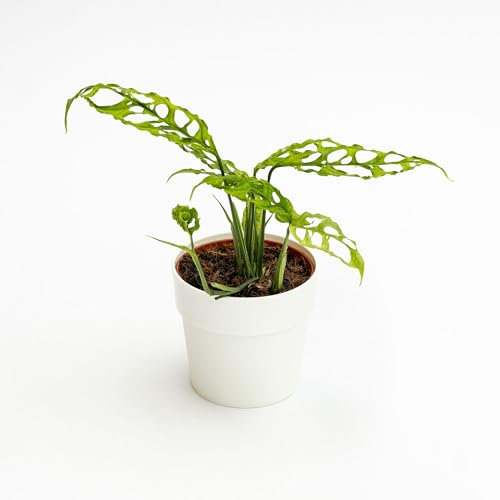 Pianta vera di Monstera obliqua Perù - Diametro Vaso Ø 12 cm