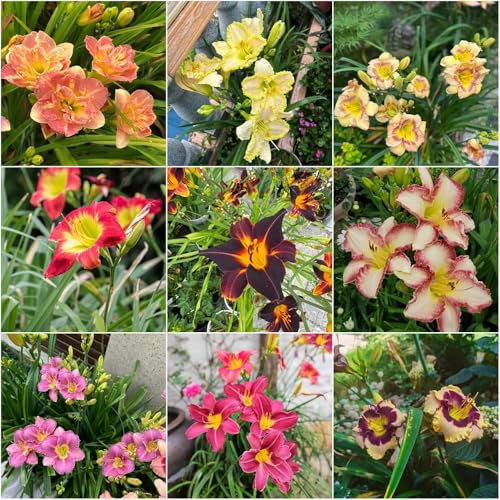 taglilien blumenwiese wohnzimmer sommerblumen blumensamen kräutersamen gartenpflanzen zimmerpflanzen stauden winterhart mehrjährig 80samen