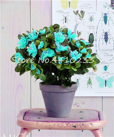 Nouvelles Graines De Fleurs D'Azalée Rhododendron Pour Le Jardinage Vert Ensemble De 100 Pièces