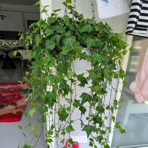 semillas de hiedra de rápido crecimiento - Semillas orgánicas para plantas de balcón resistentes variedades antiguas de semillas orgánicas Maceta para decorar la sala de estar plantas 120pcs