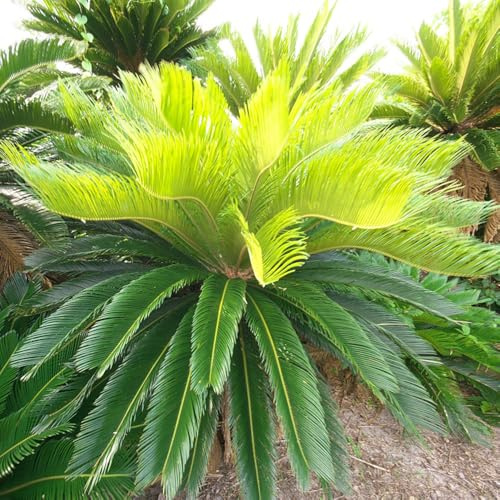semillas resistentes de cícadas - jardín balcón perennes interior decorativas 10pcs