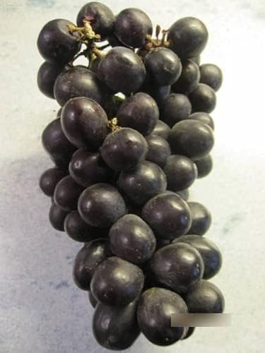 Vitis vinifera Venus Seedless - kernlose Weintraube Venus