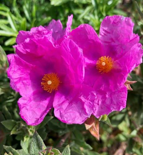 Carbeth Plants Cistus Sunset Rock Rose Plant 3 x 9cm Pots