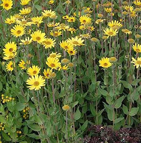Stauden Sonnenblume - Helianthus atrorubens