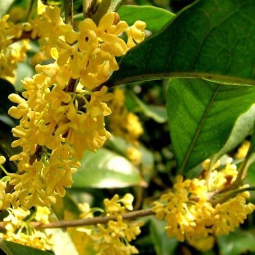 semillas de laurel, balcón resistentes semillas balcón r un verdes resistentes al aire libre exterior para lugares soleados 125pcs