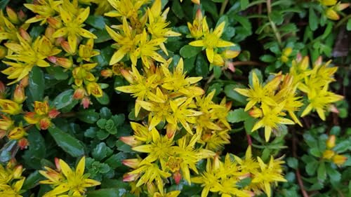 Sedum floriferum 'Weihenstephaner Gold' / Orpin jaune/Conteneur de 2 à 2.9 litres/Succulente