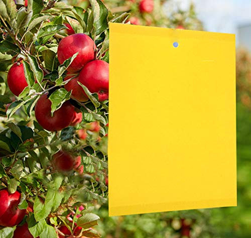 Y.A. LOTUS Plant Flycatcher, 50 Pezzi 15x20 cm Trappole appiccicose biadesivo per Insetti Volanti Per piante da giardino, Fiori da frutto, Afidi, Moscerini fungini, Mosche, (Con fascette)