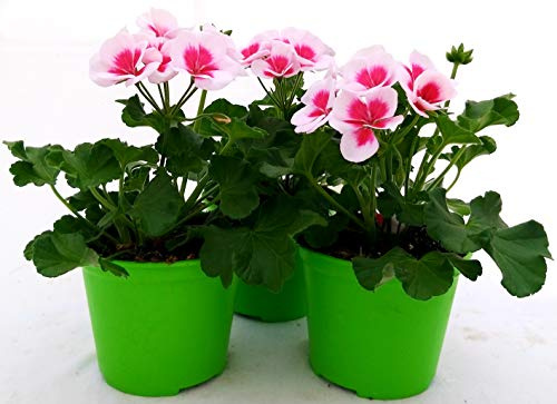 POWERS TO FLOWERS - GERANIO ZONALE HERCULES, PELARGONIUM, 3 PIANTE VASO 14 ROSA BICOLORE, piante vere