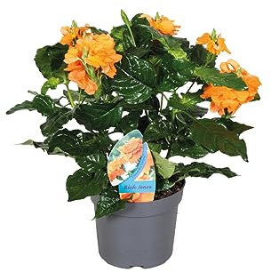 Amapola de Fuego o Crossandra Natural la Planta Perfecta para tus Espacios Exteriores