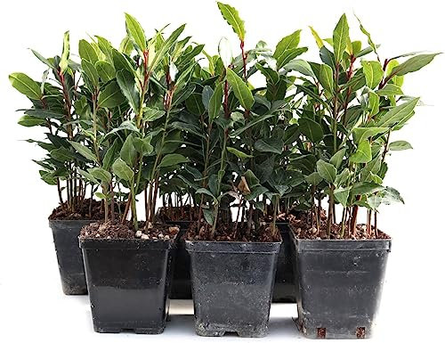 Laurel Natural con Maceta Pequeña de ø10cm Planta Viva