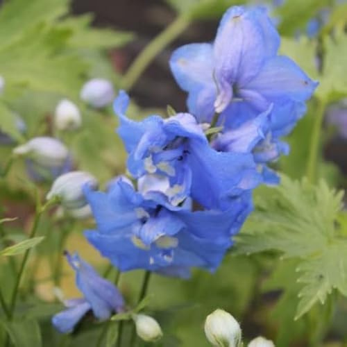 6x espuela de caballero - Delphinium Pacific 'Blue Bird' - Olla de 9x9 cm - Flor Blanca Azul