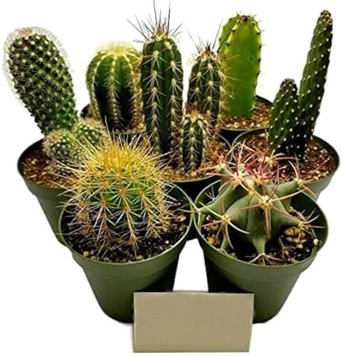 Kit de 5 Plantas Naturales - Cactus con Maceta de 5cm de Diámetro