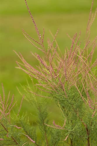 Tamarix ramosissima 'Pink Cascade' 100–150 cm – Winterhart, Mehrjährig, Pflegeleicht – Tamariske – Heckenpflanze für Garten & Sichtschutz