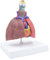 Modelo Pulmón Anatómico Muestra Detalle Del Respiratorio Tamaño Anatomía Vida Vida Modelo Heart Pulmón Modelo Tiroides Anatomía