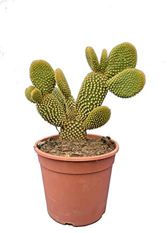 Cactus Alas de Ángel PREMIUM Cactus de Interior y Cactus de Interior