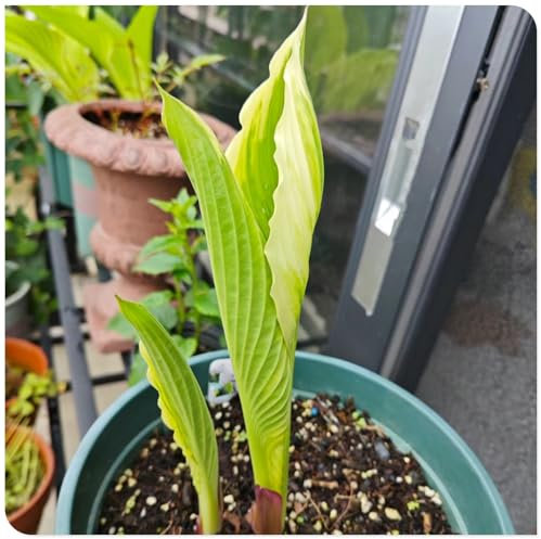 Hosta Bulbs Garden Crop for Planting Now UK Strong Plants That Grow Well Mix Golden Jade Carving Feels Beautiful Now Mixed -15 Bulbs-a