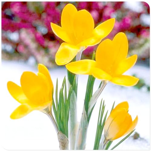 Rizomi di Crocus-Decorazione per Casa e Giardino/Per Ogni Spazio/Resistente e Facile da Curare/Colore Vivido-D-15 Rhizome