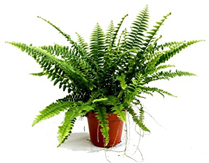 Planta Purificadora del Aire Helecho de Interior Natural
