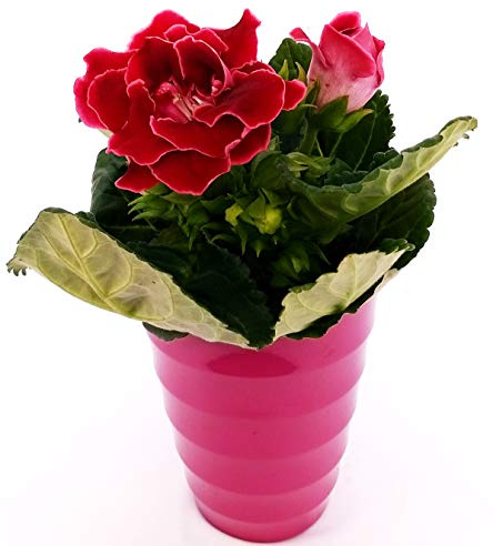 POWERS TO FLOWERS - GLOXINIA, SINNINGIA IN VASO CERAMICA FUCSIA A CERCHI CONCENTRICI, Pianta vera