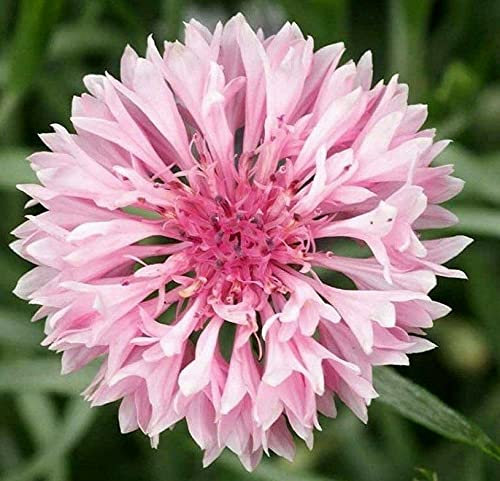 1100 Seeds of Cornflower Tall Double Pink Ball
