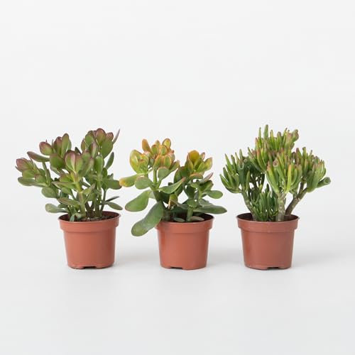 Plant in a Box - Albero dei soldi - Set da 3 - Crassula ovata Minor, Hobbit, Sunset - Altezza 10–25 cm - Vaso 12 cm - Piante grasse - Piante da interno
